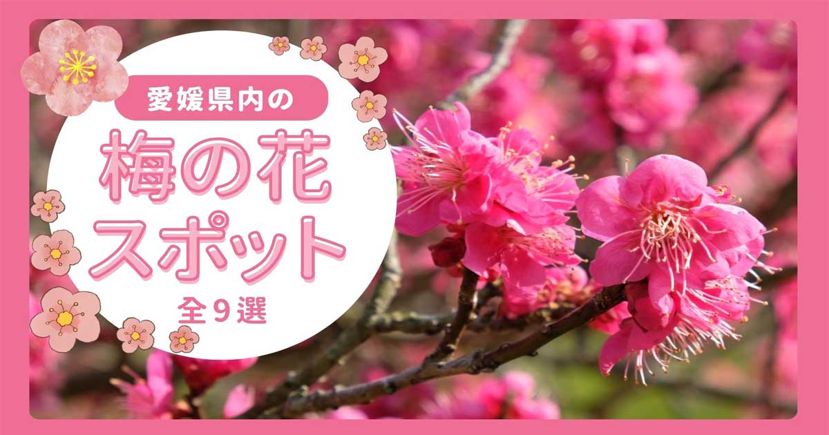 愛媛県内の美しい梅の花スポット9選（2025年版）