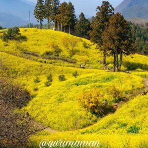 犬寄峠の黄色い丘｜ミモザと菜の花が美しいスポット｜サムネイル画像