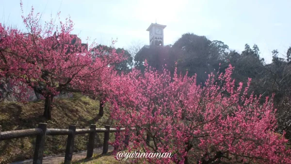 今治市菊間町の「かわら館」の広場周辺に咲く紅梅と青空（2024年1月撮影）