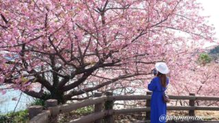 大角海浜公園の河津桜_今治市のスポット_サムネイル画像