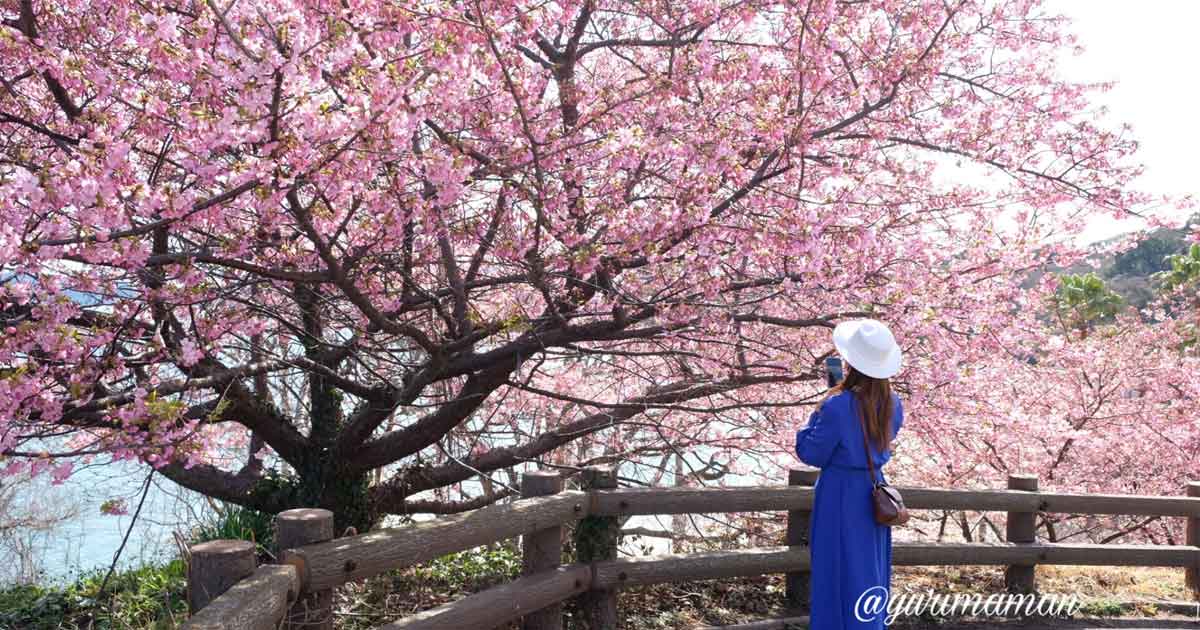 大角海浜公園の河津桜_今治市のスポット_サムネイル画像