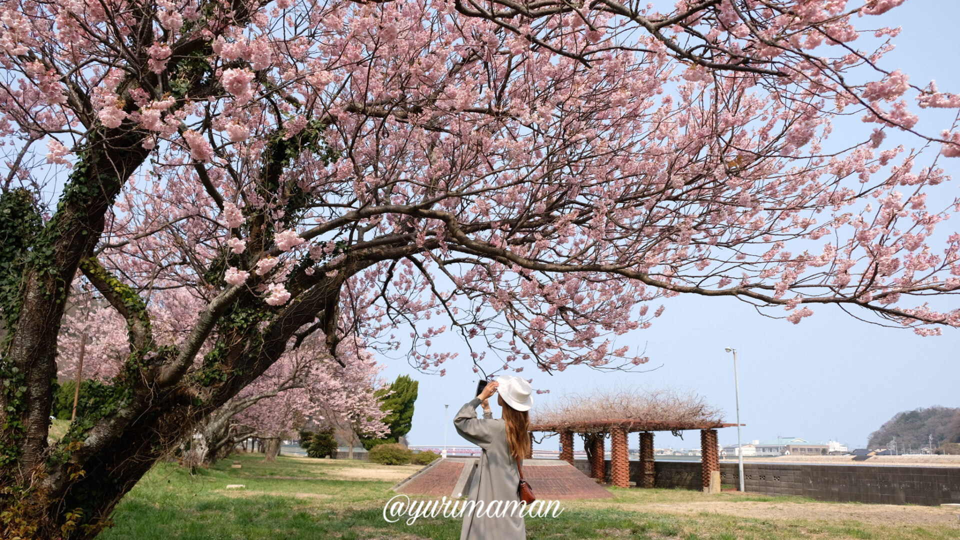 大洲市長浜町の河津桜スポット_サムネイル画像
