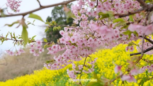 閏住の菜の花畑の桜1