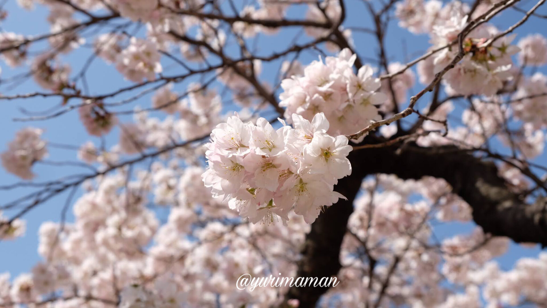 新居浜中央公園桜_サムネイル画像
