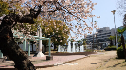 新居浜中央公園桜2