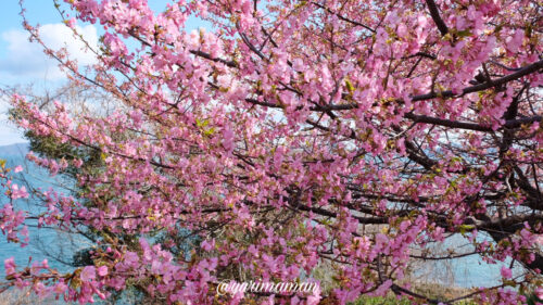 河津桜を撮影するポイント
