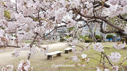 新居浜中央公園桜6