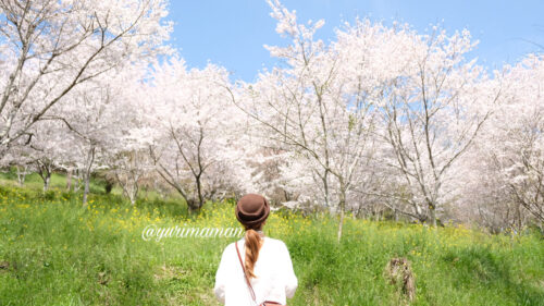 四季の詩公園内子町_桜と菜の花2