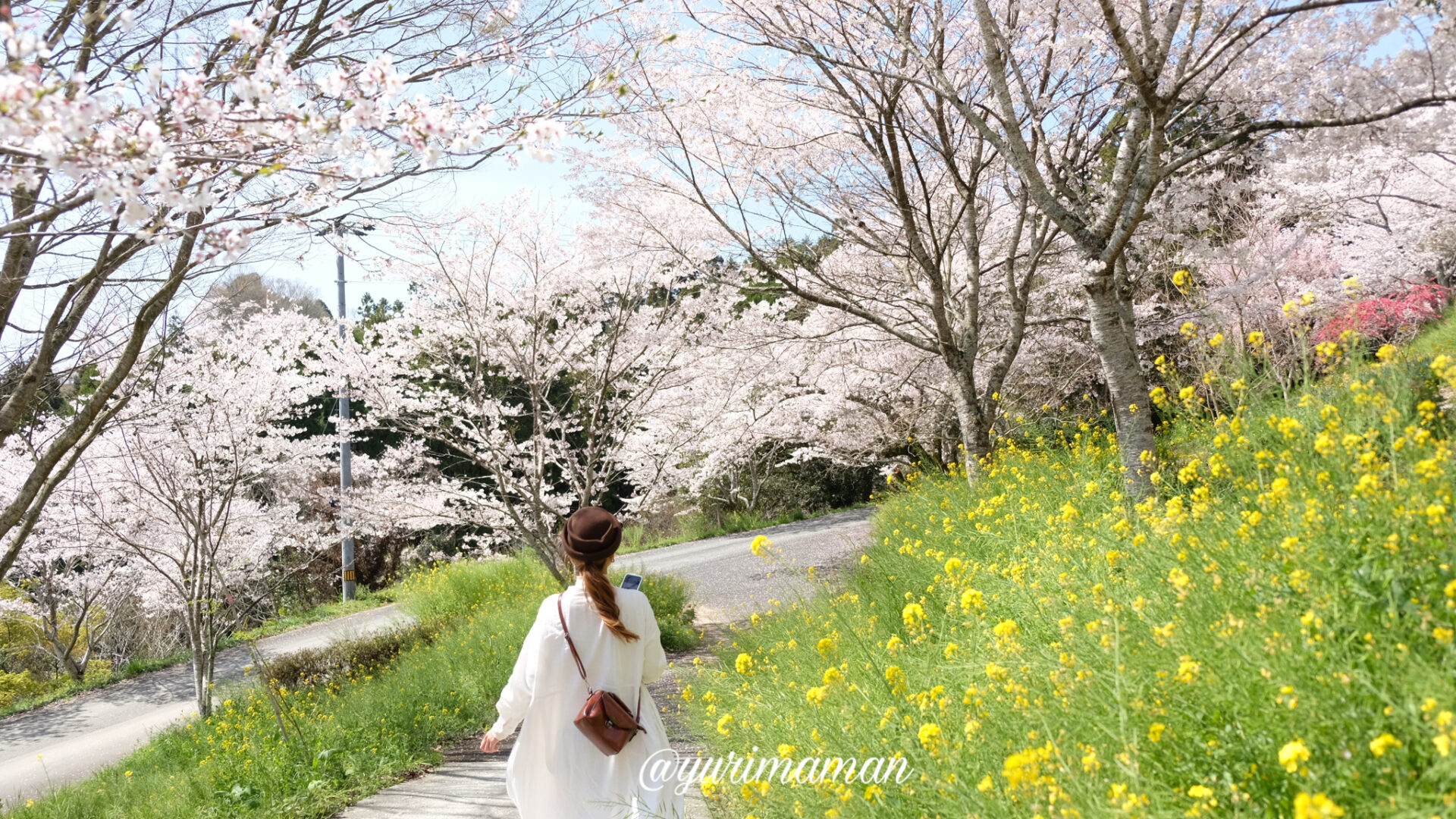 四季の詩公園内子町_桜と菜の花_サムネイル画像