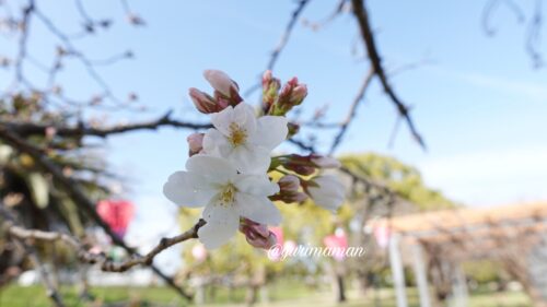 石手川緑地桜5