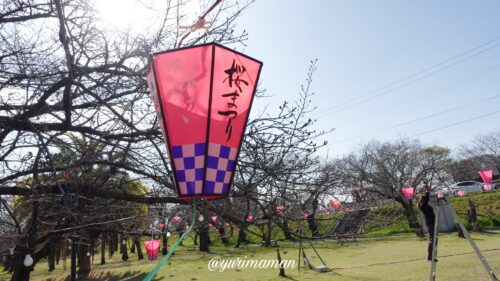 石手川緑地桜4