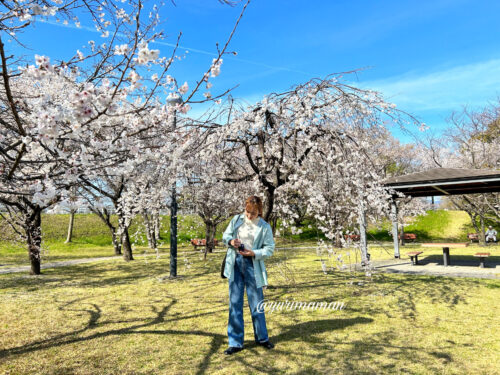 石手川緑地桜3