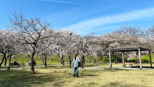 石手川緑地桜1