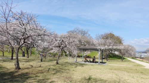 石手川緑地桜4
