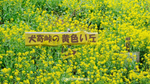 犬寄峠の黄色い丘_菜の花1