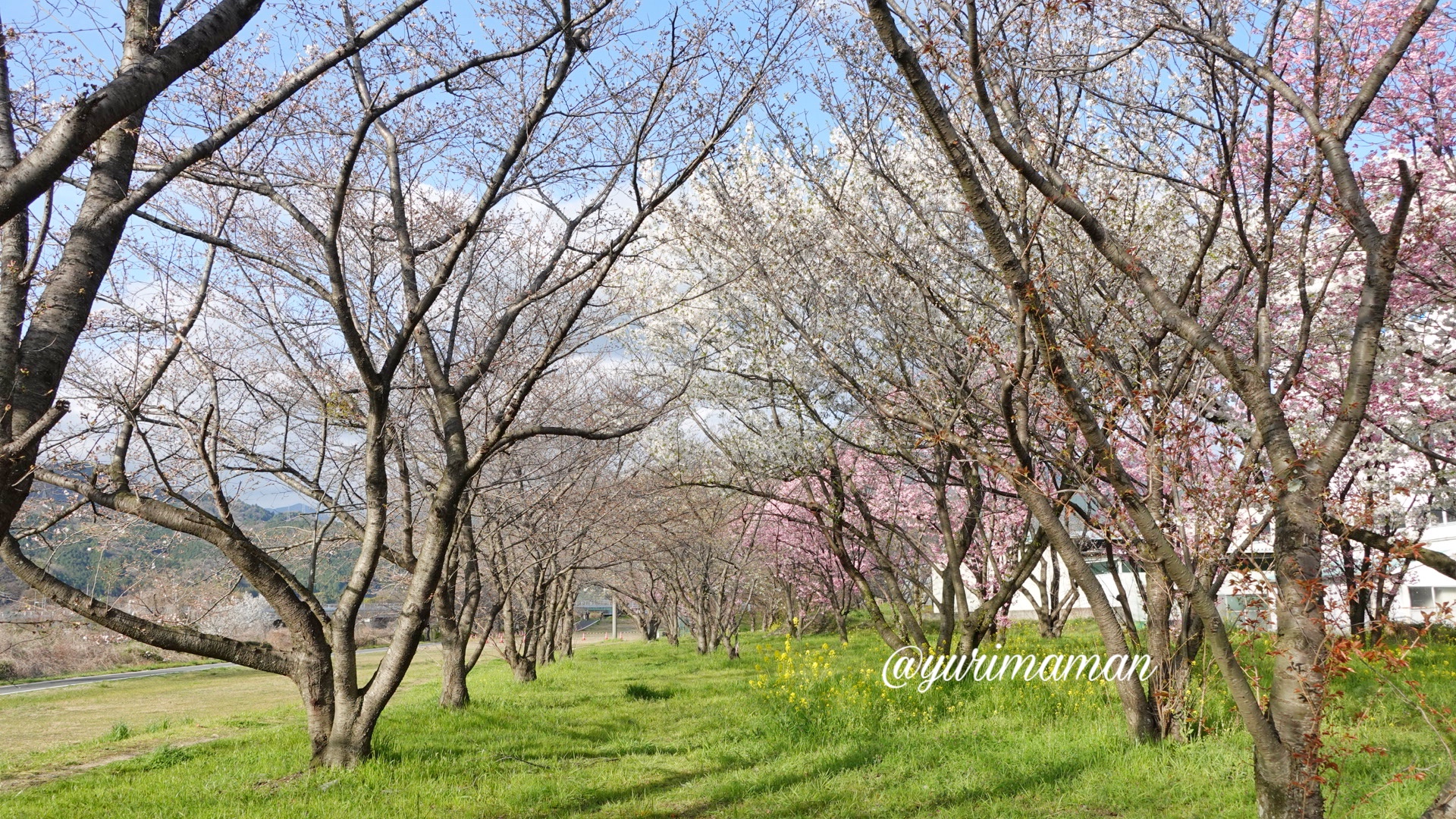 茶堂公園桜お花見_サムネイル画像