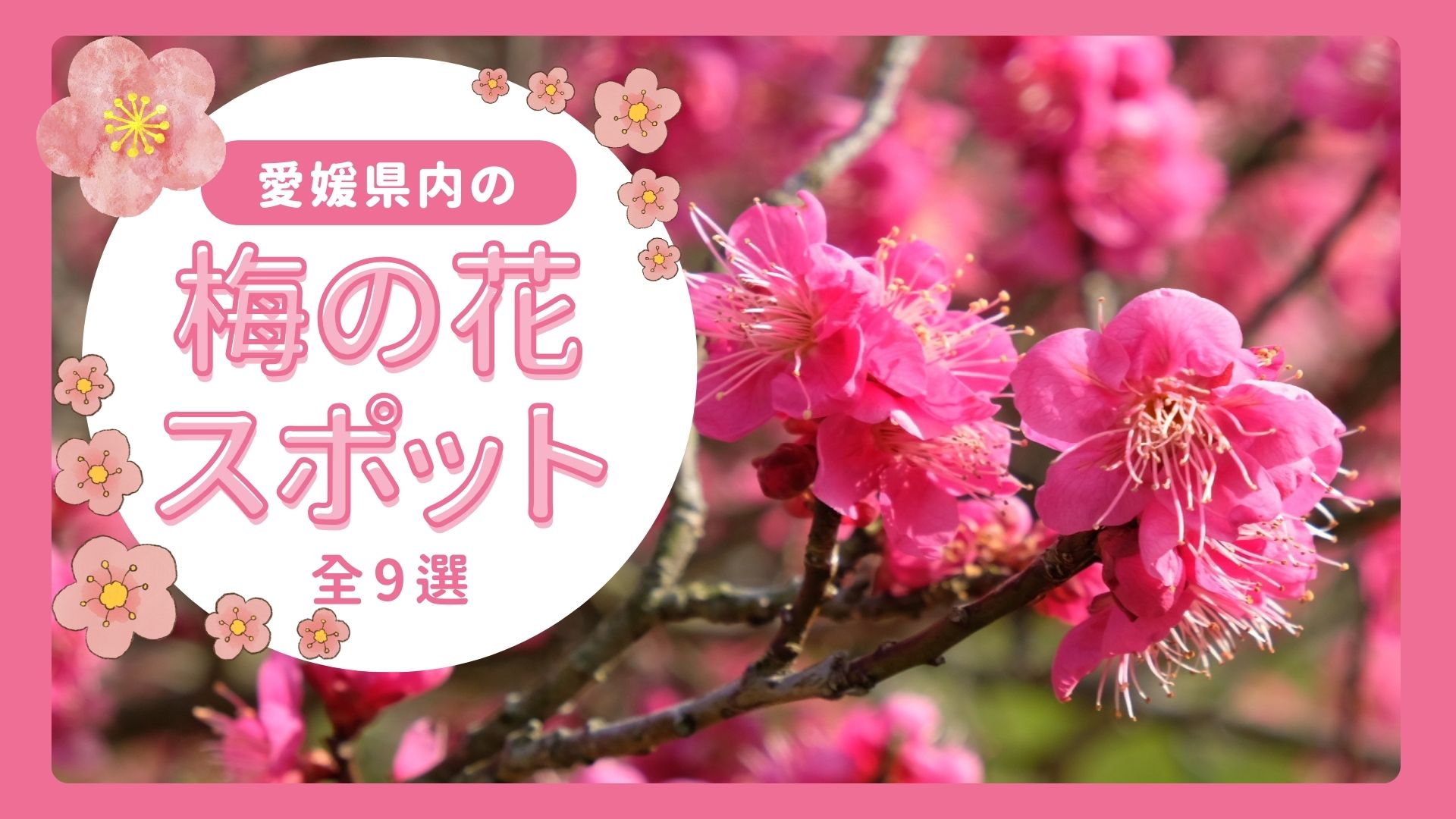 愛媛県内梅の花スポットまとめ_サムネイル画像