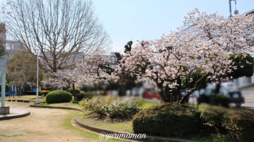 新居浜中央公園の桜1