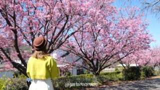 砥部町の赤坂泉に咲く陽光桜_お花見スポット_サムネイル画像