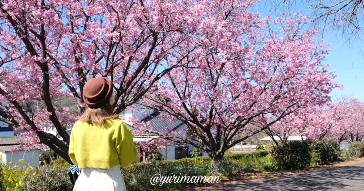 砥部町の赤坂泉に咲く陽光桜_お花見スポット_サムネイル画像
