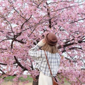 西条・新居浜・四国中央市春の花めぐり_サムネイル画像