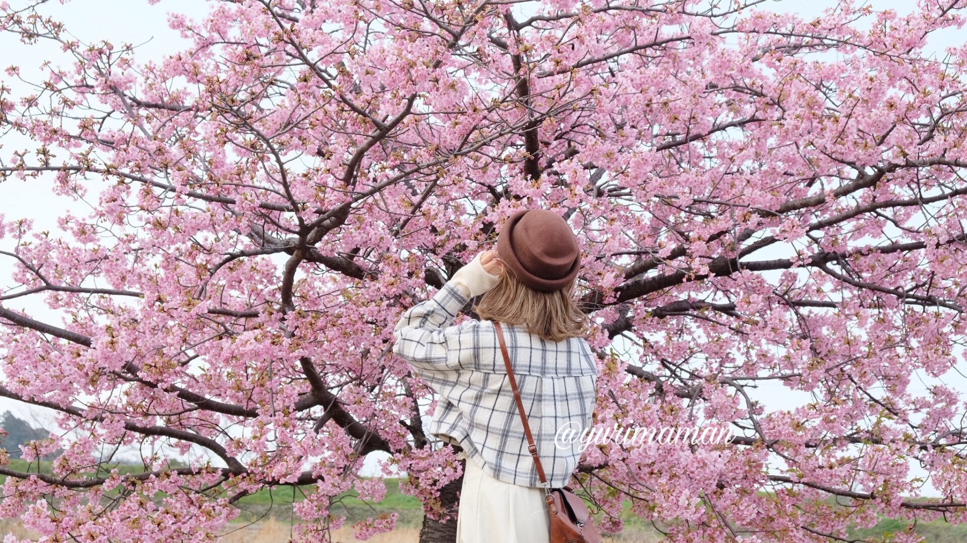 西条・新居浜・四国中央市春の花めぐり_サムネイル画像