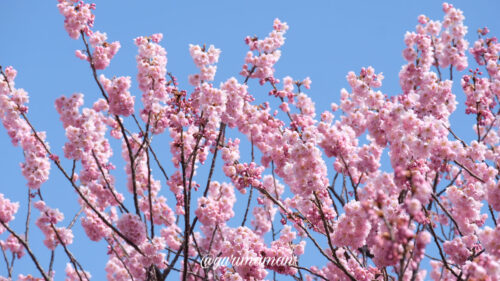 西条・新居浜・四国中央市春の花めぐり1