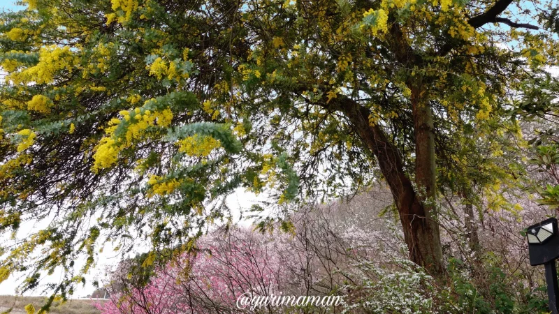 夢うらら_啓翁桜並木2