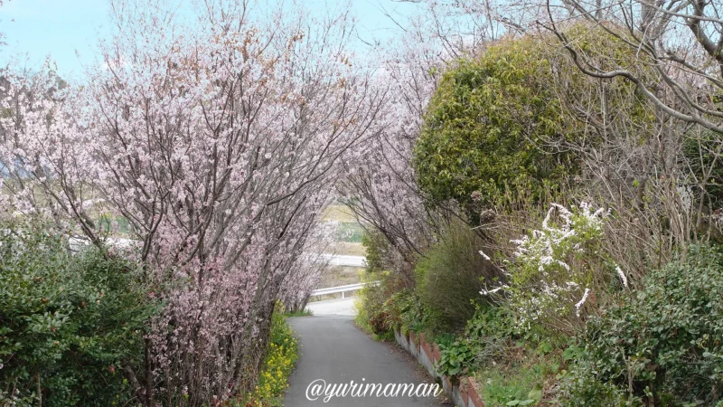 夢うらら_啓翁桜並木1