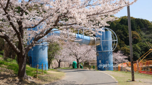 松山総合公園の遊具と桜1