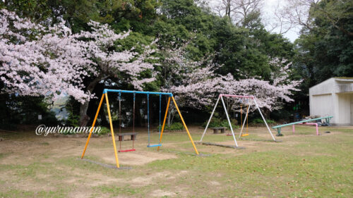 宇和島城公園の遊具と桜2