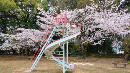 宇和島城公園の遊具と桜1