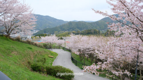 丸山公園の遊具と桜2