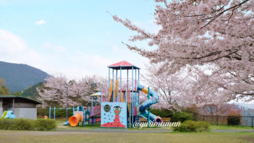 丸山公園の遊具と桜1