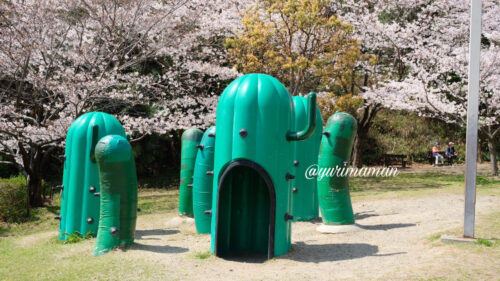 松山総合公園の遊具と桜2