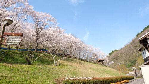 栗の里公園の桜