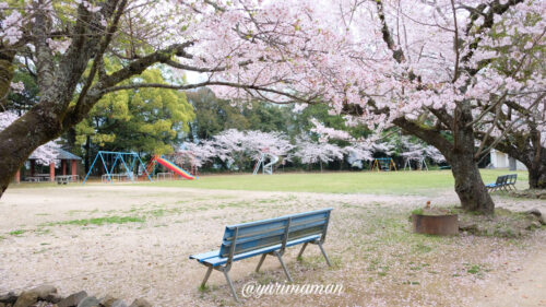 宇和島城公園の遊具と桜3