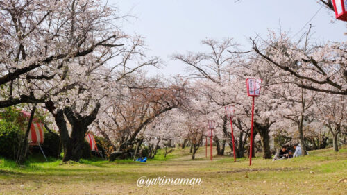 武丈公園の桜4