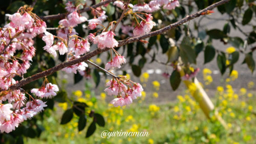 武丈公園の桜3