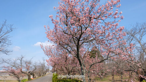 武丈公園の桜2