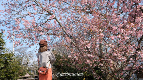 武丈公園の桜1