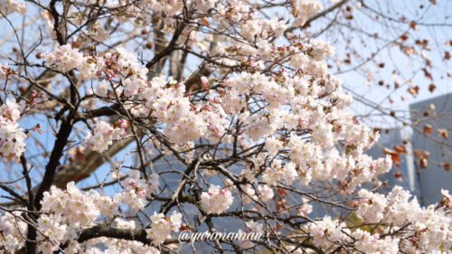 新居浜中央公園の桜2