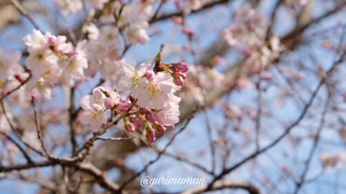 新居浜中央公園の桜3