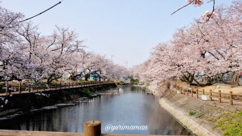 ひょうたん池公園桜1