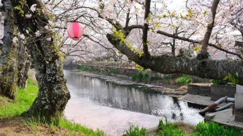 ひょうたん池公園桜3
