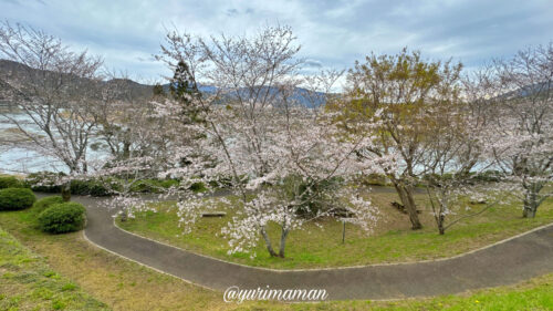 大洲城の桜3