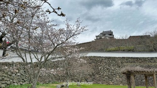 大洲城の桜2