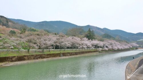 明間河川公園の桜1