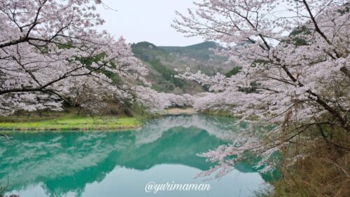 桂川渓谷の桜1