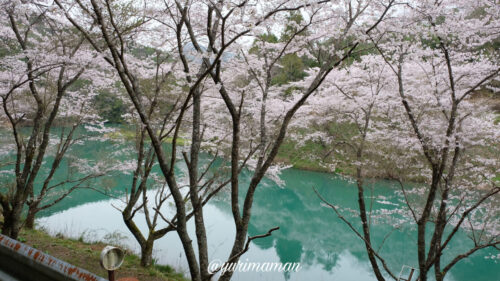 桂川渓谷の桜2